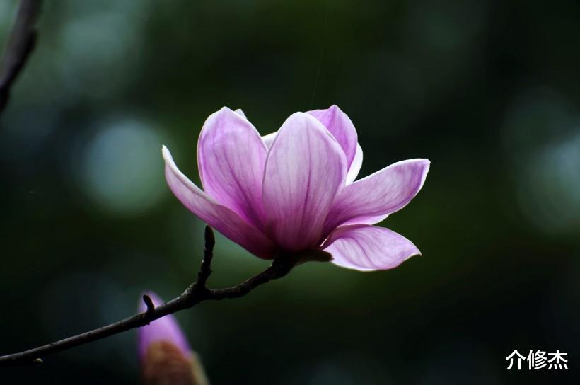 『运势』6月下旬,异性缘旺,开启桃花运势,脱单就在“下一秒”的4大生肖