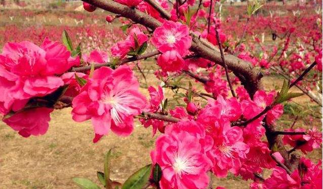 「生肖」财神庇佑,横财入命,6月上旬买彩票有望中大奖的3生肖