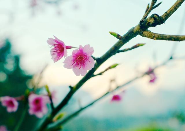 生肖|9月下旬，好运不停歇，事业节节攀升，崛起势不可挡的4大生肖