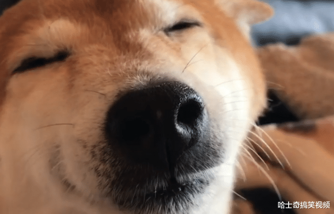 柴犬做“坏事”被发现，结果笑成了眯眯眼，主人也笑翻了