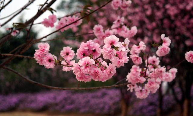 处女座|下个月霉运退散,几大星座迎接阳光,所有事情都可以顺利通过
