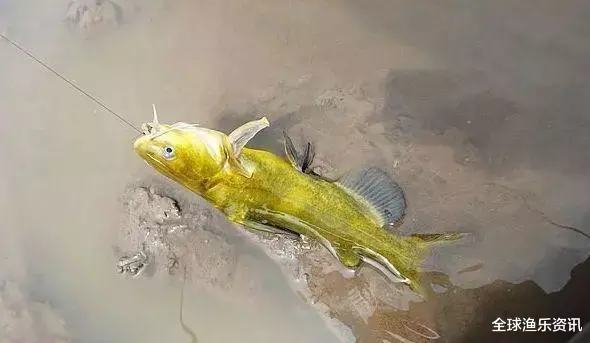 ：原来黄辣丁的钓法这么简单！夏天再也不想钓鲤鱼了，天天都爆护！