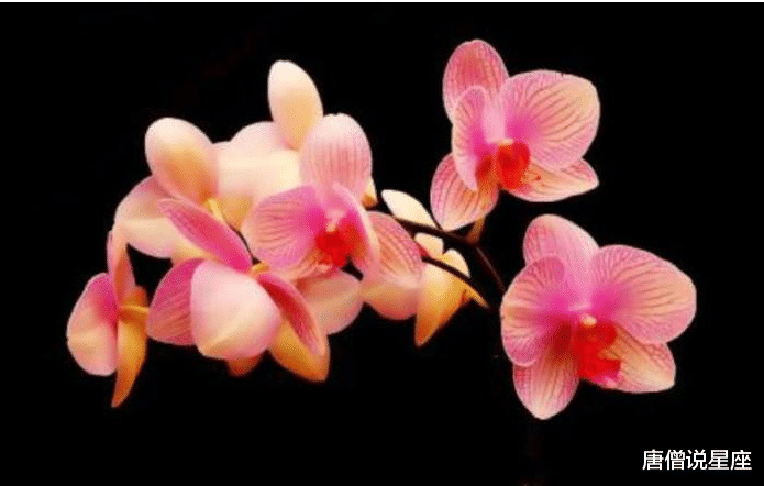 『生肖』算命说得准:未来五年定能大福大贵,红的发紫的3大生肖!