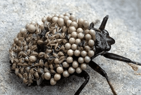 「」真正的“尸蟞”，在我国各地都有分布，被咬后果不堪设想