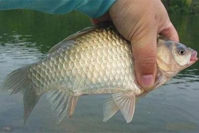 鲫鱼|这时候正是钓大板鲫的好时候，今天来分享垂钓方法，赶紧来学习一下吧。