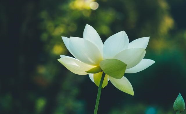 天秤座|10月上旬，桃花遍地开，真爱相伴，表白迎来爱情的四大星座