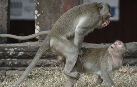 「」动物杂交是怎么回事，有风险吗？为什么人类要让动物杂交？