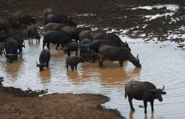 水车|1000头野牛即将渴死,一辆送水车的出现,给了野牛群生存的希望!
