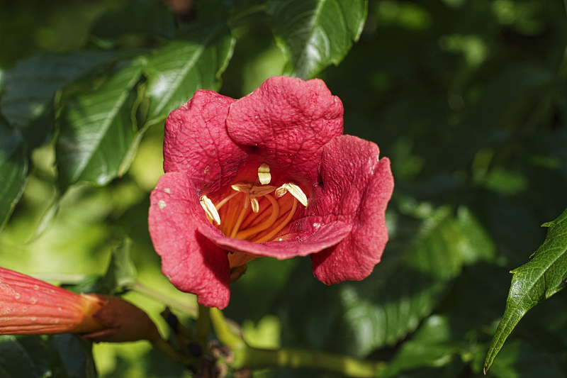 生肖■5月中旬，红鸾星动，桃花盛开，财喜两旺的4生肖