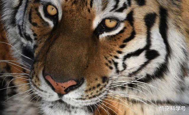 巨龟|印支虎达3900头！被认为灭绝百年的巨龟重现地球，暂时不知道原因