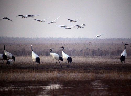 #埃博拉疫情#人类历史上的五大病毒，各个如同死神，而且最后一个就在我们身边