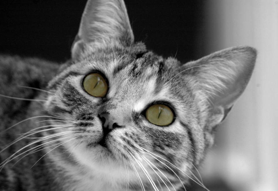 猫胡子作用挺多，下垂时表达猫咪5种心情，别让烤火的猫烧了胡子