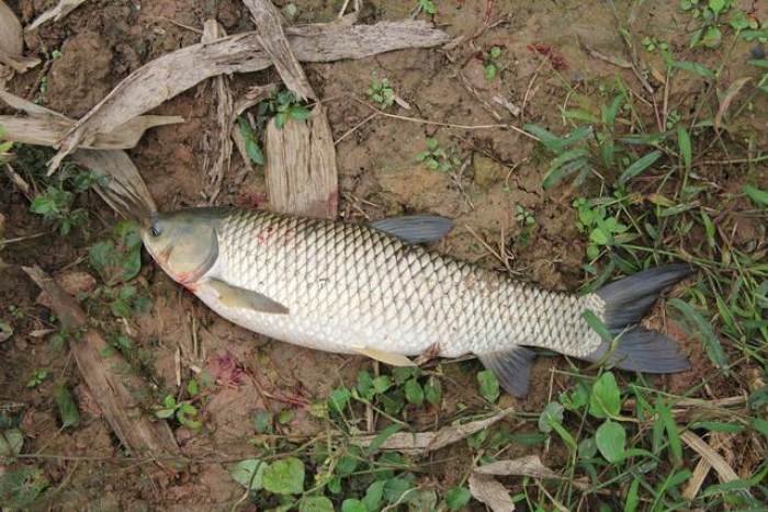 【】100一天的水库，半天无口，改变钓法后鱼获倍增