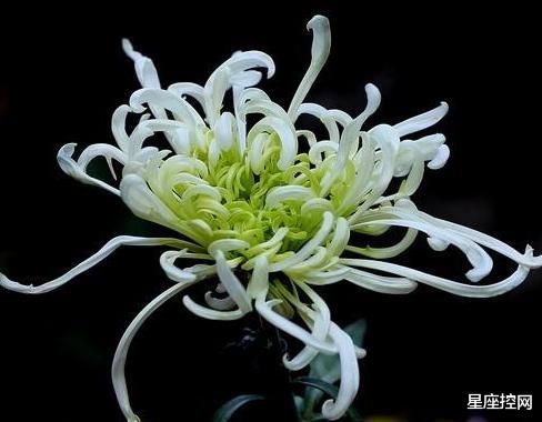 |哪些日子出生的人,职场中表现出色,迅速成长,很快就独当一面