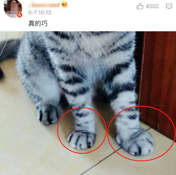 猫咪与狗短兵相接小蜜蜂，真心疼，但还是笑出猪声