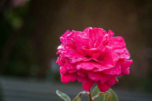 ##未来十天，4属相好事降临，开门大吉，事事顺遂，富贵进家门