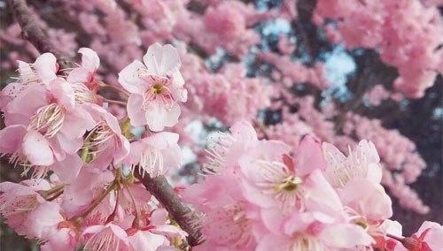 「粉色」中国最大的樱花岛，万余亩樱花开得美轮美奂