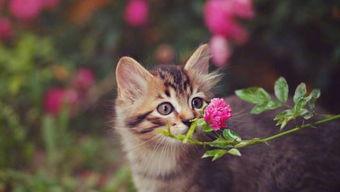 养猫了，家里的这些花要慎重了