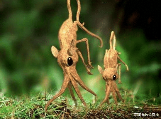 「」四肢退化用鼻子行走鼻行动物竟真实存在