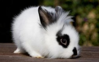 狮子兔: 小巧的身子，雄狮的毛