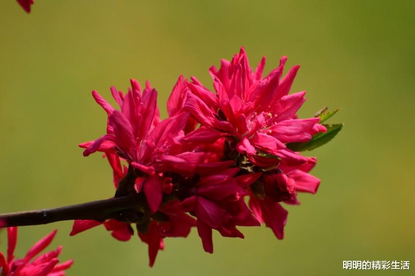 生肖|接下来三天转运重生，3生肖渡过难关，财运临门，贵人不请自来