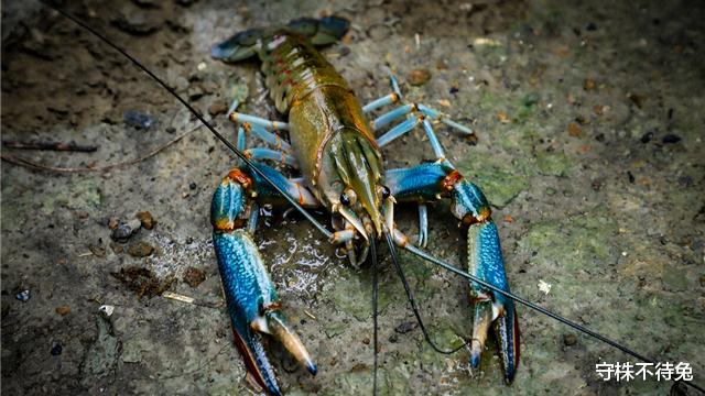 蚜虫|13个冷知识：真实存在于世界的有趣事实，但没有地方能够使用