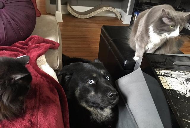 21张搞笑图片告诉你，什么叫做被猫咪支配的恐惧。狗子：我太难了