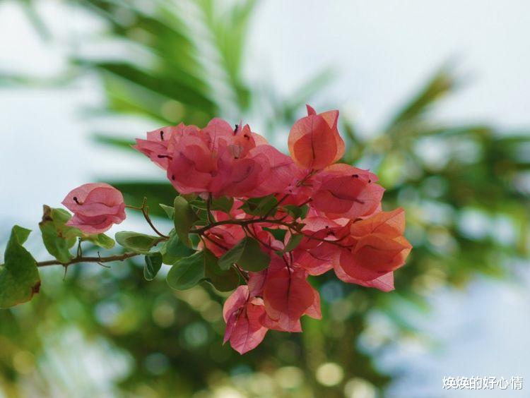 双鱼座|九月份初,桃花旺盛,遇见真爱百年不散,幸福一生伴随的四大星座