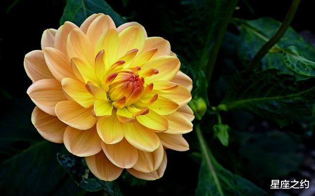 『柳暗花明』在5月下旬，放下执念，心生爱意，携手与共的三大星座