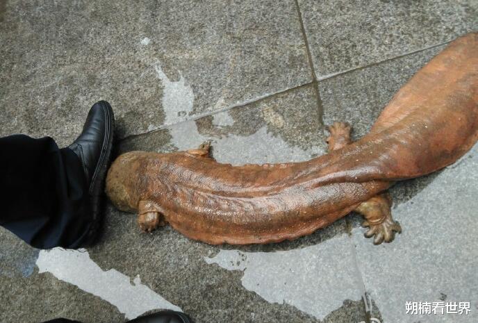 张家界|张家界神秘“守护神兽”，如今已活200年，守护方式格外与众不同