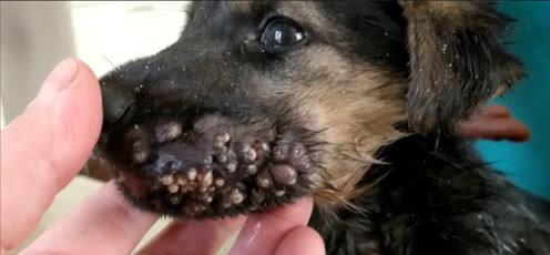 「比邻星」生物学家在非洲考察,发现手臂有异常,用镊子夹出了...