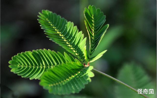 莫妮卡·贝鲁奇|一个看似普通的实验，却得到不可能的答案，甚至让人怀疑宇宙