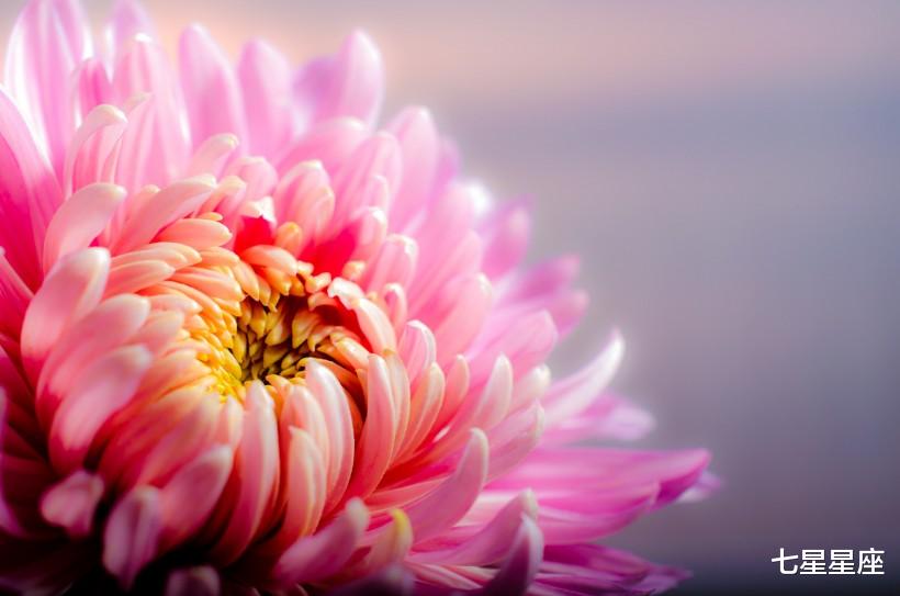 生肖：最近十天运势最旺的生肖，新的帷幕即将拉开，爱情、事业、财运！