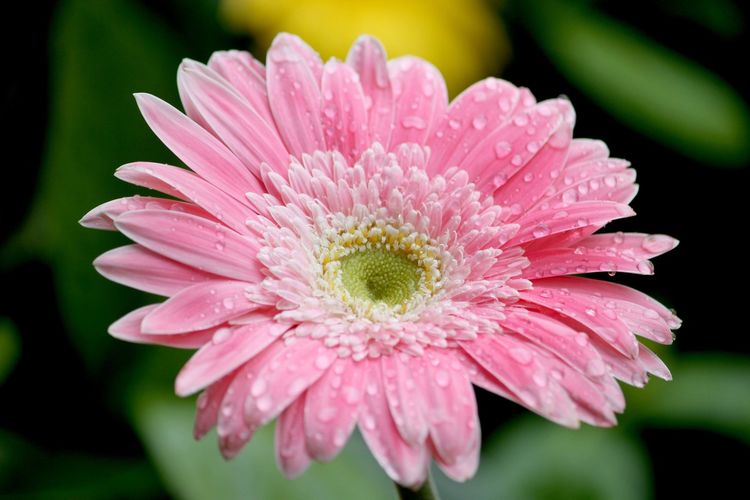 旧爱|9月桃花烂漫，真爱深情款款等待的四大生肖，甜蜜牵手一生姻缘