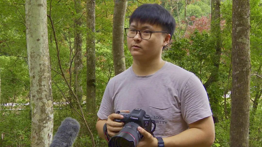 环江毛南族自治县|环江：诗意满满红枫林，喜迎游客赏美景