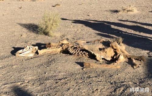 骆驼|很少听说骆驼被食肉动物捕杀，难道它们没有天敌吗？