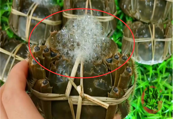 螃蟹|才发现，原来螃蟹身上有两处“小机关”，一捏就知肥瘦，涨知识了