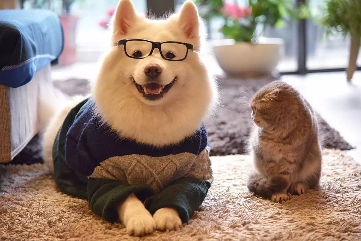 想要猫猫狗狗的毛色更漂亮？请认准这两个指标！