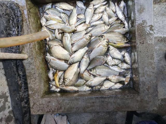 鲫鱼：钓鱼饵料搭配，可以更深入了解基础的饵料问题，找到解决办法