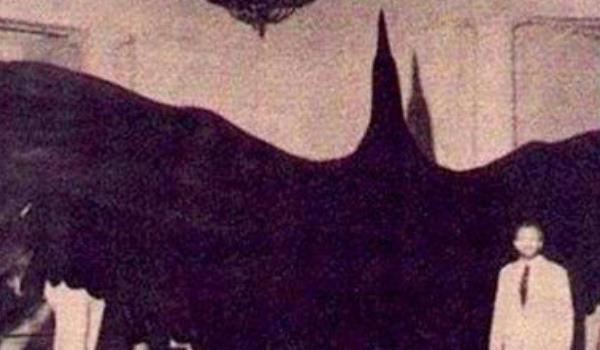 狮子@世界上最大的鹰，长度竟达14米多，可以说没有任何天敌