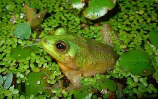 |还记得体长25厘米的巨大蝌蚪吗？长成青蛙后，如今怎么样了？
