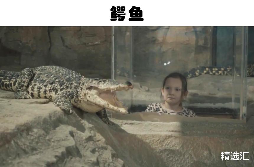 鳄鱼|即便发展了很多年，如今依然无法被真正驯化的9种动物