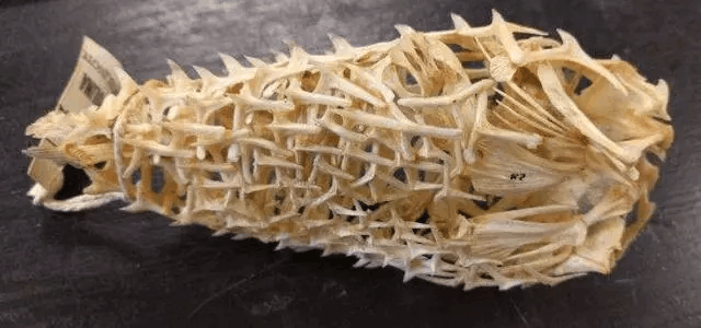 @22张不可思议的图片, 证明人类还未真正搞懂这个世界。。。