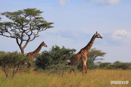 @长颈鹿：交配时间最短的动物