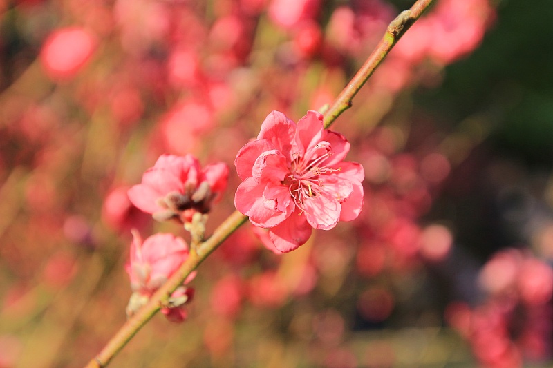 生肖|11月13号开始好运不迟到，财运飙涨，3生肖鸿运当头，财运极佳