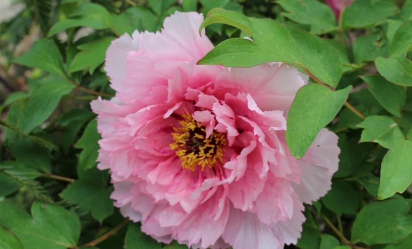 运势|10月下旬，良缘到来，月老牵线，有望邂逅真爱的四大星座