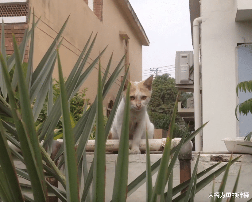 三花猫一直受男子接济，后来的橘猫竟半路拦截男子，却有幸被收养
