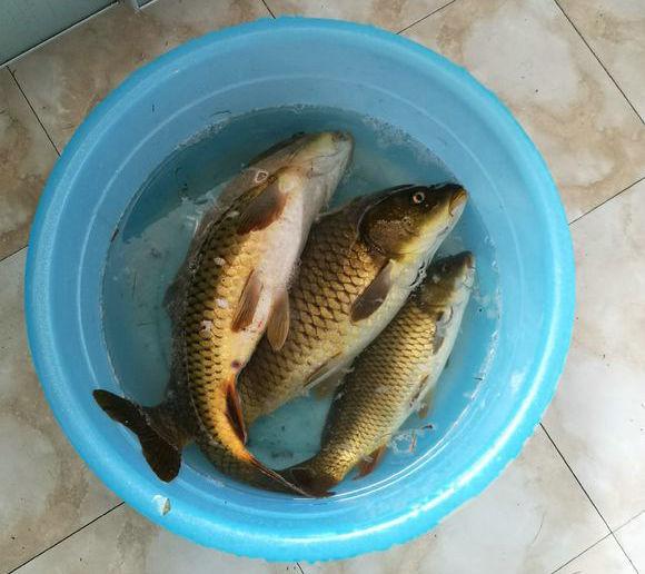 苏州|真正的上班摸鱼!办公室窗户外就是河道,男子上班钓鱼