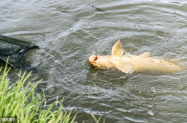 「饵料」台钓|野钓鲤鱼，抓住它的这几个习性，这样调漂作钓，有口必中