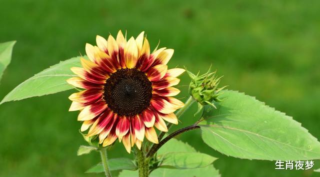 生肖：5月，放下伪装，为爱投降，4生肖心心念念，旧情复燃，执手共余生